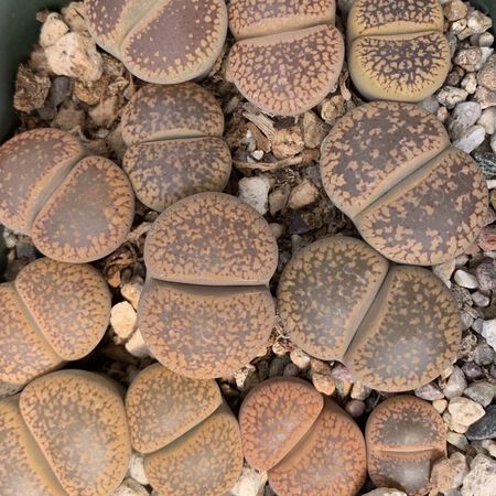 Aucampiae, Lithops Seeds - Packet image number null